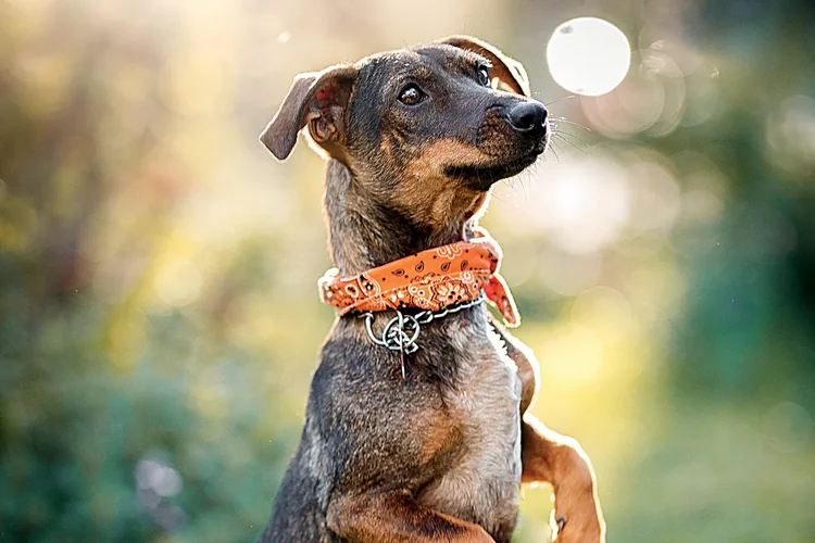 Pousada para cachorro em Igaratá, boa para cachorro, como a Pousada Gaia Viva montou uma experiência completa para cães com 100.000 metros de área verde e veterinário 11 news 27720 1766070578