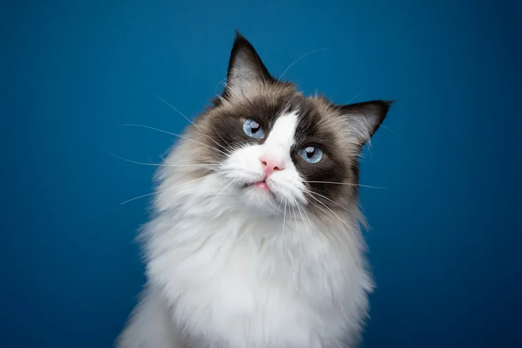 Gatos e câncer podem acelerar tratamentos humanos, estudo genético em quase 500 felinos identifica mutações semelhantes e abre caminho para ensaios clínicos 11 news 34666 1771714973