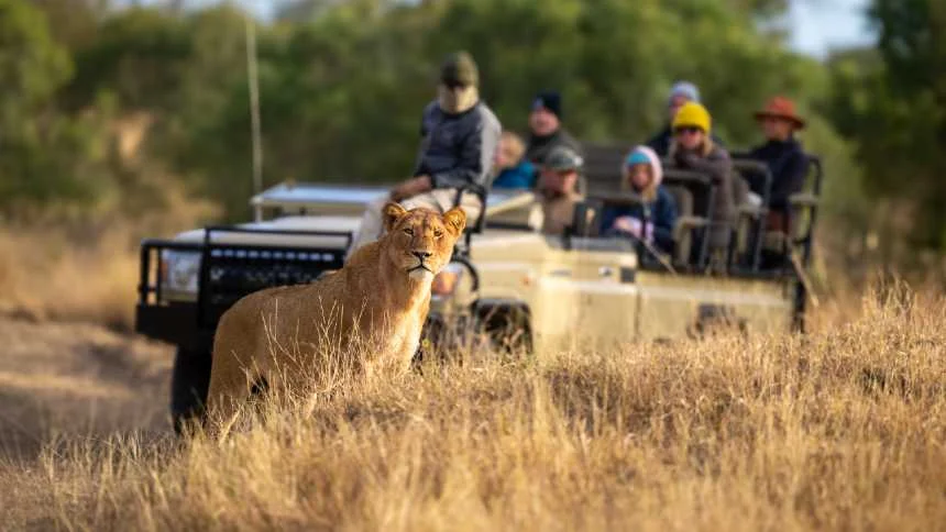 Turismo de observação, da África ao Brasil, salva espécies 9 news 34950 1771803352